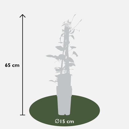 Clematis Rouge Cardinal – Großblütige Kletterpflanze
