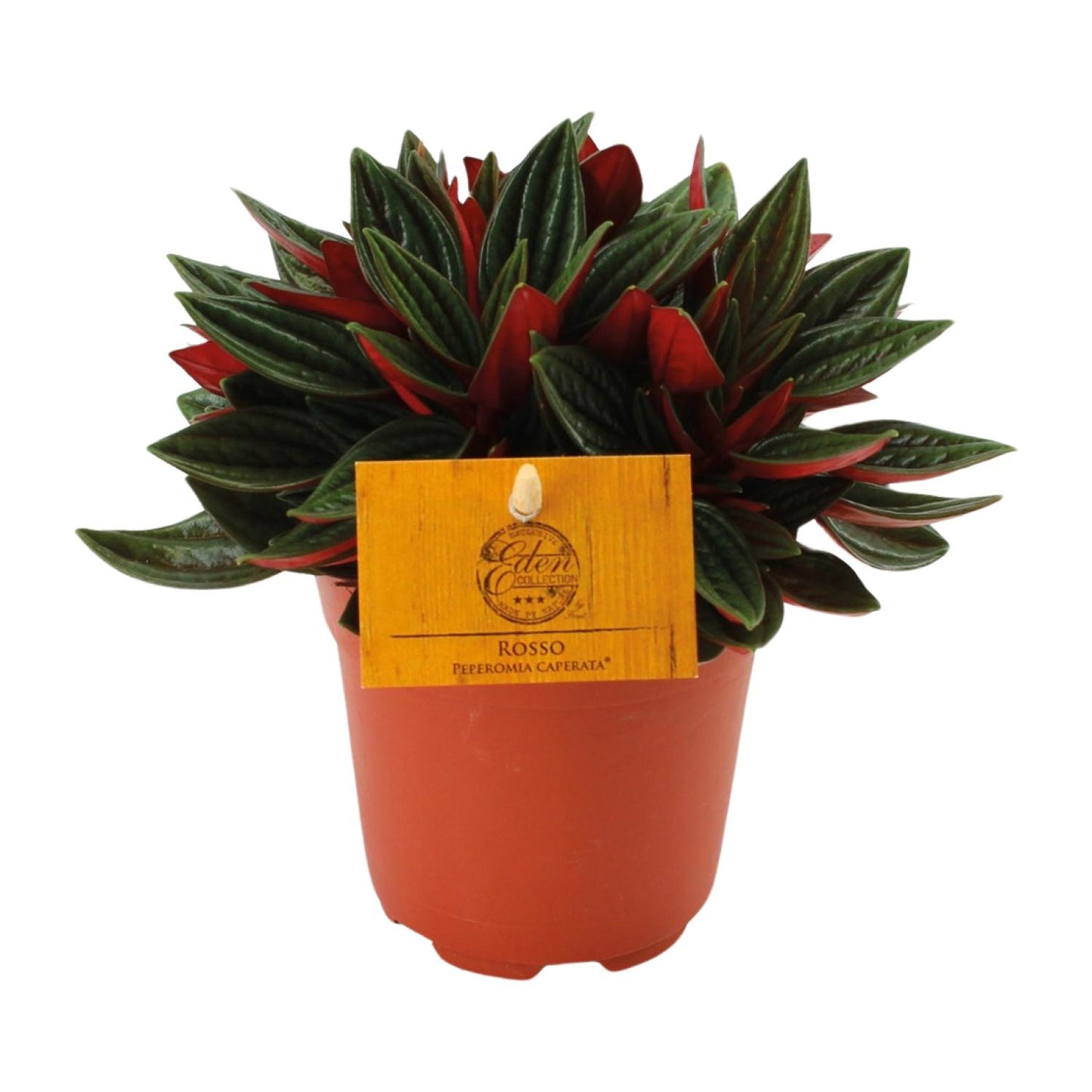 Peperomia Caperata Rosso – kompakte, pflegeleichte Zimmerpflanze Ø11cm
