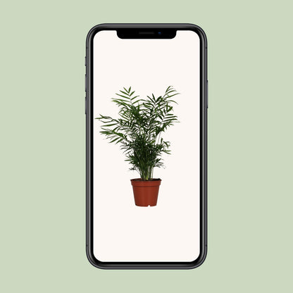 Chamaedorea elegans – Zwerg-Gebirgspalme Ø17cm, 55cm hoch