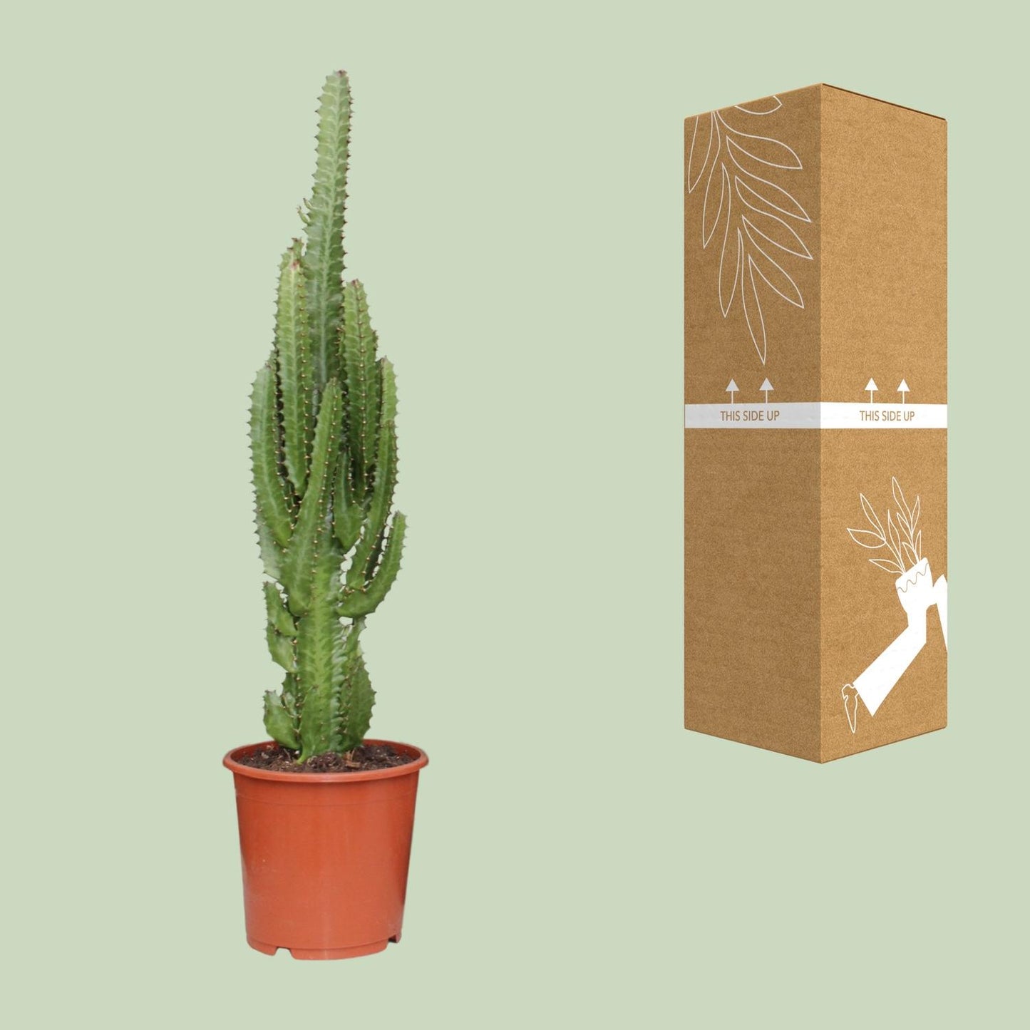 Euphorbia Trigona – Pflegeleichte Sukkulente Ø17cm, 70cm hoch