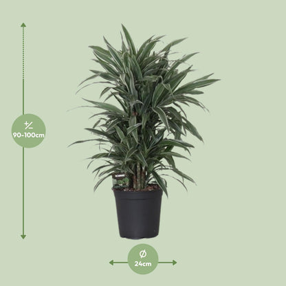 Dracaena Warneckei – Pflegeleichte Zimmerpflanze Ø24cm, 100cm hoch