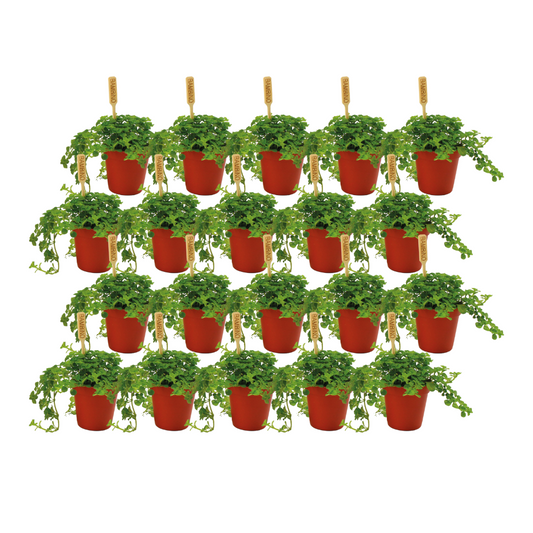 Pilea Depressa 20er Set – Pflegeleichte Hänge-Pilea
