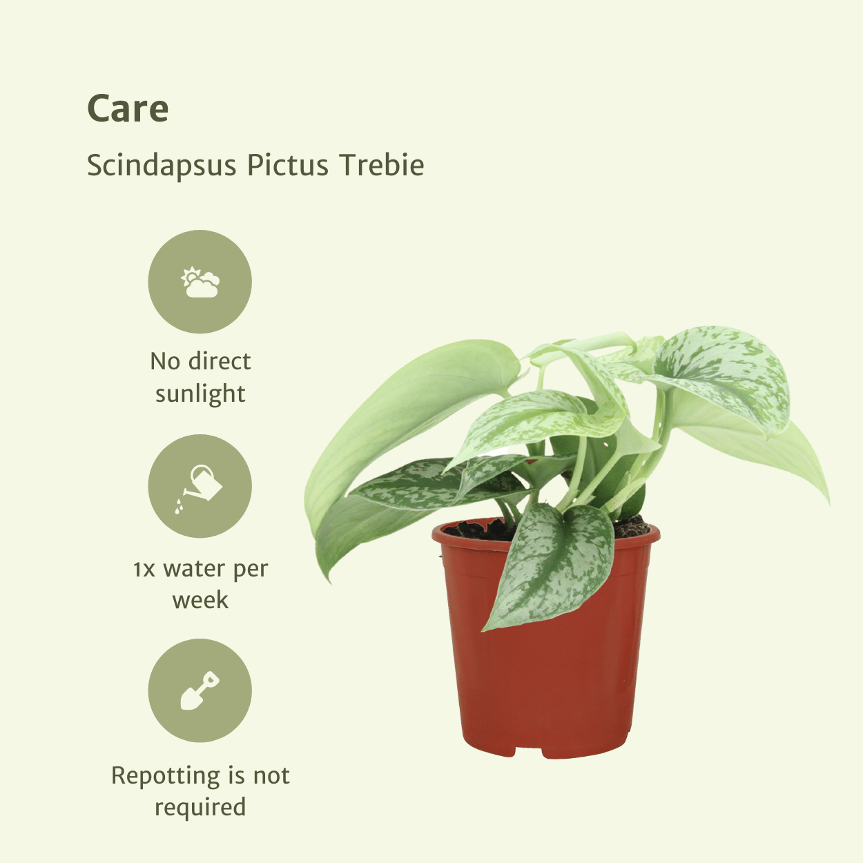Scindapsus Pictus Trebie – 2er Set Ø12cm, pflegeleicht