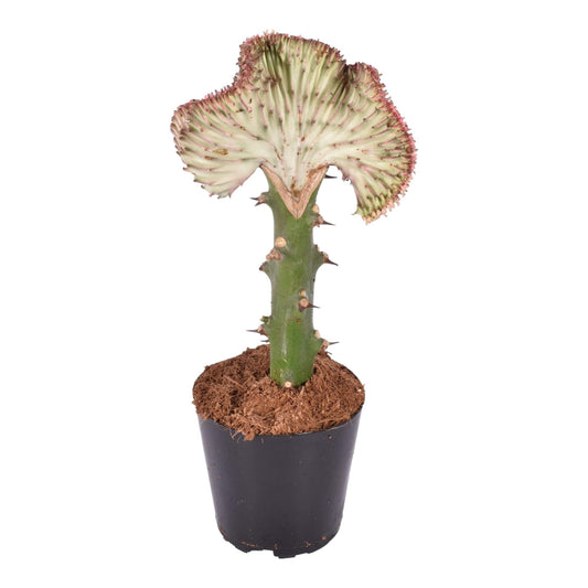 Euphorbia lactea Cristata – Korallen-Kaktus 30 cm