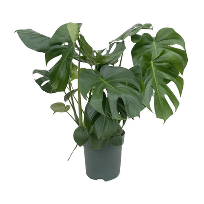 Monstera Deliciosa – 80 cm – Pflegeleichte Zimmerpflanze