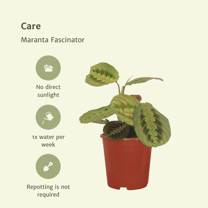 Maranta Fascinator (Gebetspflanze) – 2er Set Ø12cm