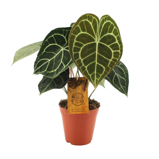 Anthurium Clarinervium – Pflegeleichte Zimmerpflanze Ø15cm