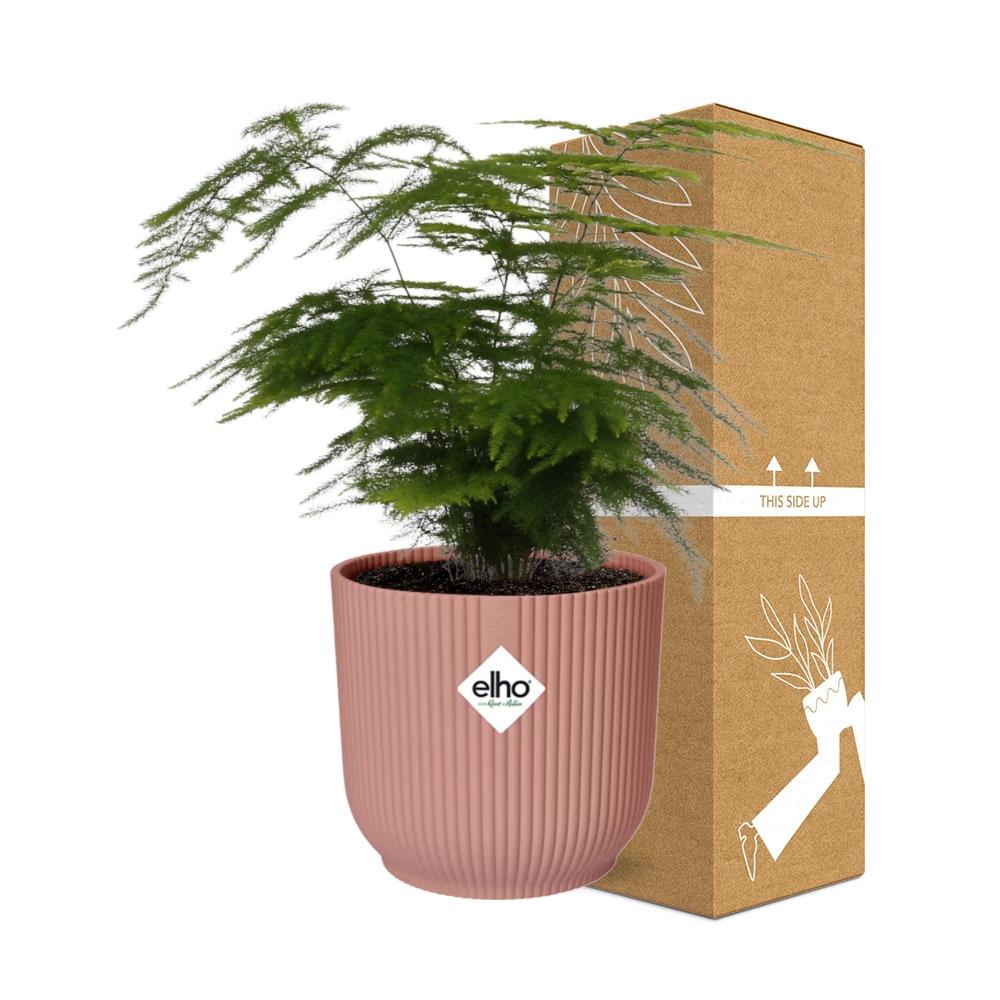 Asparagus Setaceus ‘Plumosus’ – Pflegespargelfarn im ELHO Vibes Fold Topf
