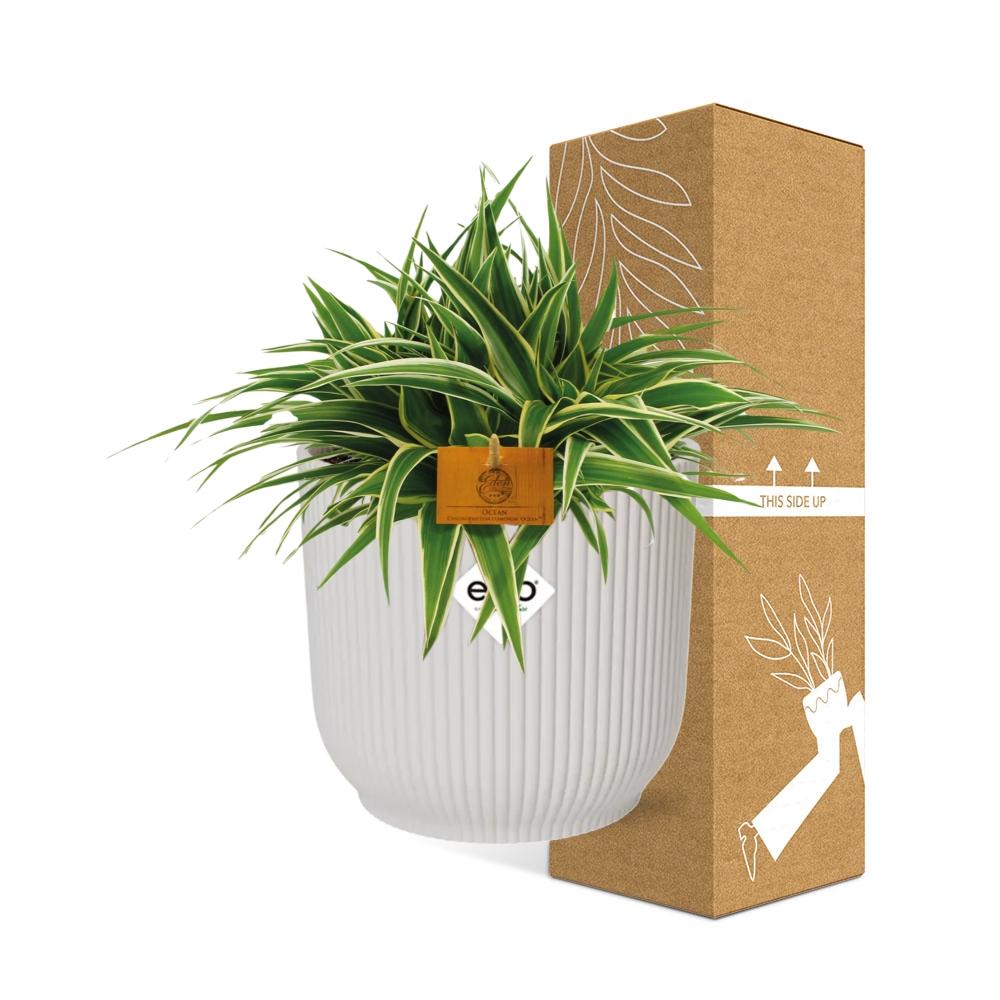 Chlorophytum Ocean 15cm mit ELHO Vibes Fold Topf weiß