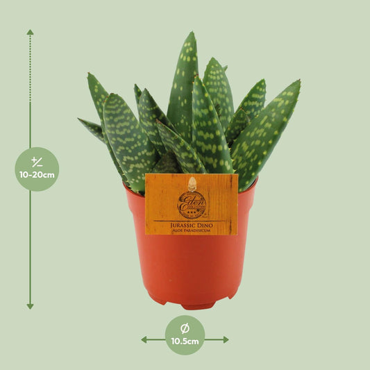 Aloe Paradisicum – Kompakte pflegeleichte Aloe Vera Ø10,5cm