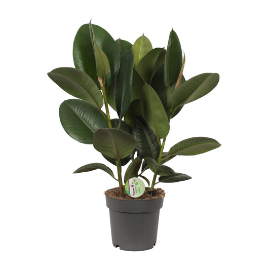 Ficus Robusta Ø19cm – Pflegeleichter Gummibaum