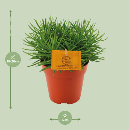 Senecio Himalaya – Pflegeleichte Zimmerpflanze Ø12cm