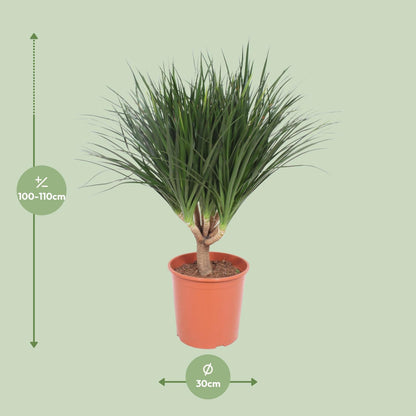 Dracaena Draco – Pflegeleichter Drachenbaum Ø30cm, 110cm hoch