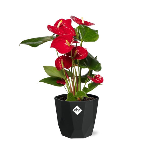 Anthurium Red 12 cm im schwarzen Zierkübel