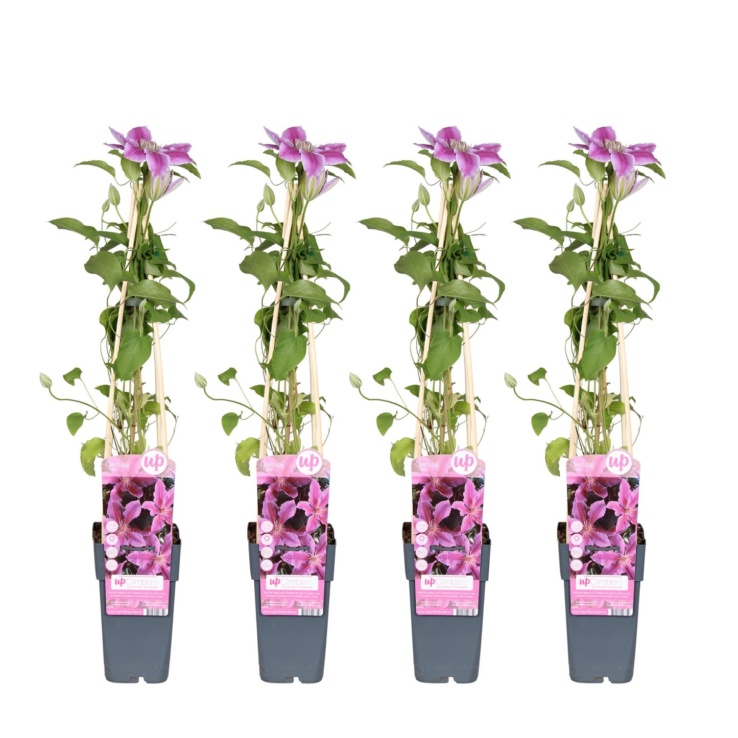 4x Clematis Tudor – Rosa Kletterpflanze, Ø15cm, 65cm hoch