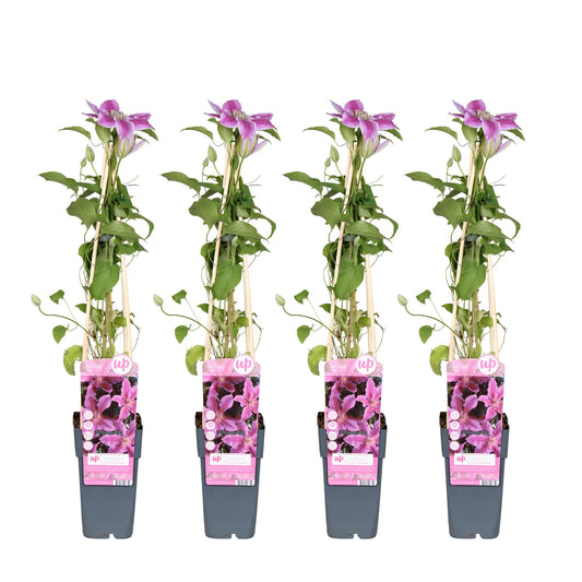 4x Clematis Tudor – Rosa Kletterpflanze, Ø15cm, 65cm hoch