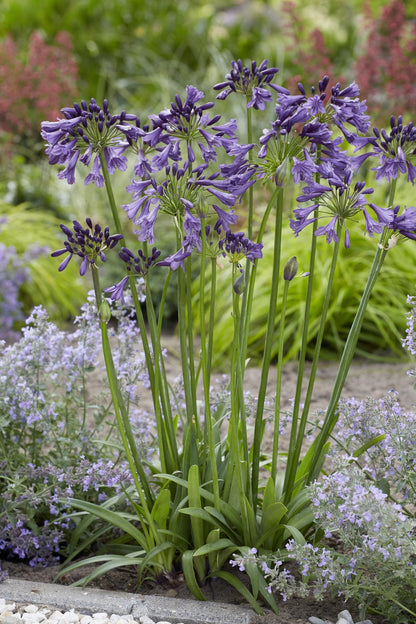 Agapanthus 'Poppin Purple' – Leuchtend lila Blütenpracht