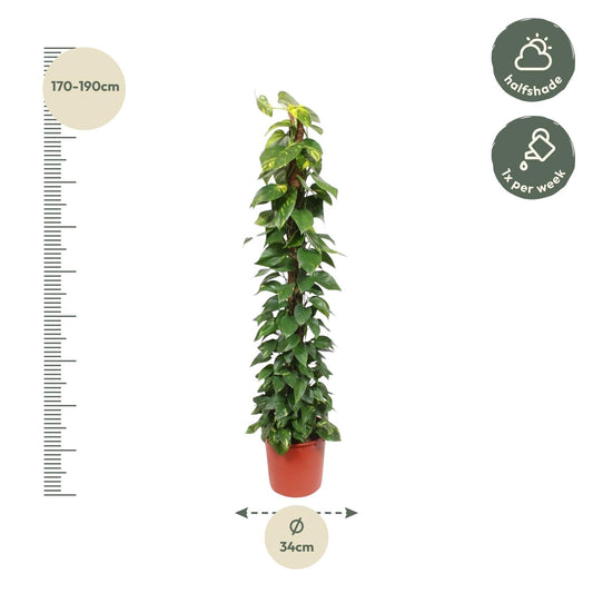 Epipremnum Aureum Mosstok – 180 cm, Ø34 cm, pflegeleicht