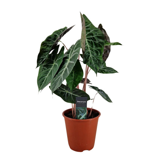 Alocasia Pink Dragon – Tropische Zimmerpflanze Ø19cm