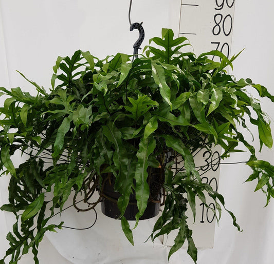 Microsorum Diversifolium – pflegeleichte Zimmerpflanze Ø25cm