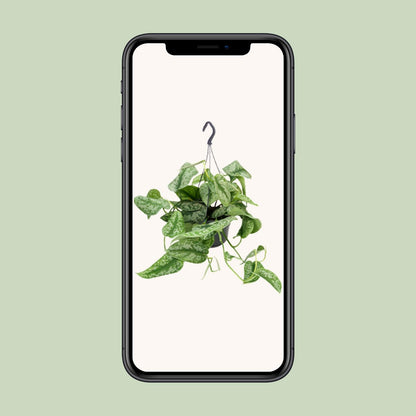 Scindapsus Pictus Trebie – Pflegeleichte Zimmerpflanze Ø15cm