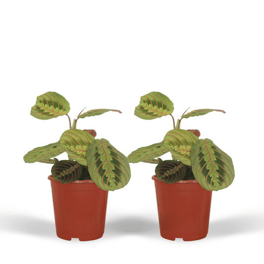 Maranta Fascinator (Gebetspflanze) – 2er Set Ø12cm