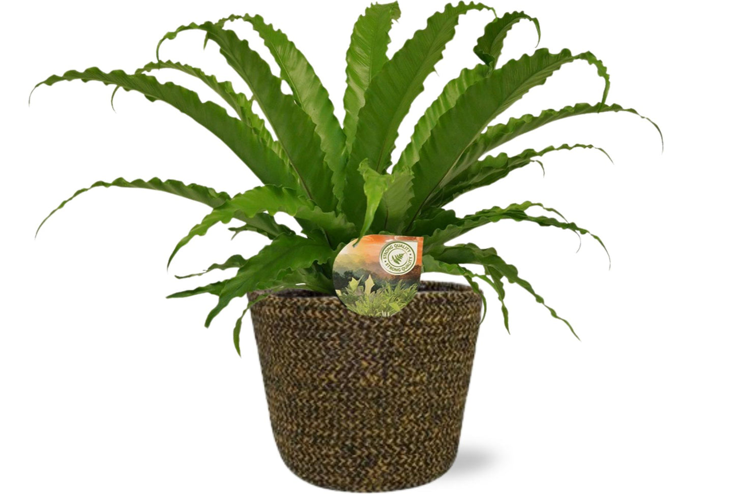 Asplenium Osaka mit Selin Pot – pflegeleichte Zimmerpflanze Ø17cm