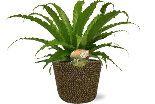 Asplenium Osaka mit Selin Pot – pflegeleichte Zimmerpflanze Ø17cm