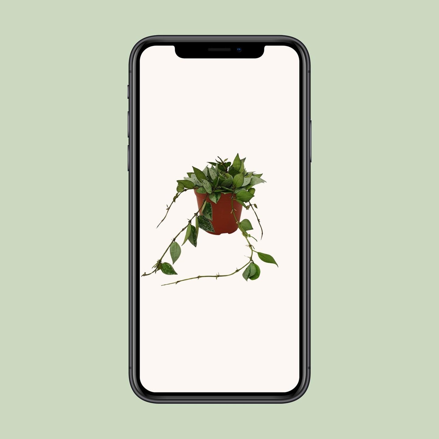 Hoya Krohniana Eskimo – Pflegeleichte Wachsblume im 12cm Topf