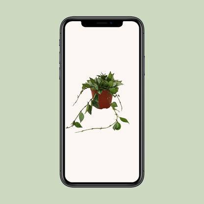 Hoya Krohniana Eskimo – Pflegeleichte Wachsblume im 12cm Topf