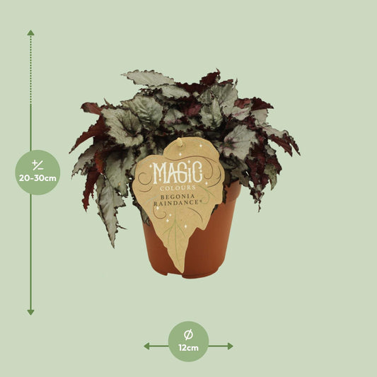 Begonia Rex Raindance – Farbenfrohe, pflegeleichte Zimmerpflanze Ø12 cm