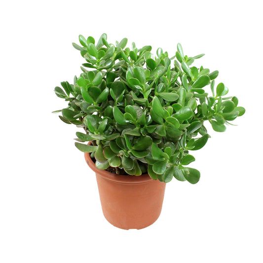Crassula Ovata (Jade Pflanze) Ø23cm, Höhe ca. 35cm