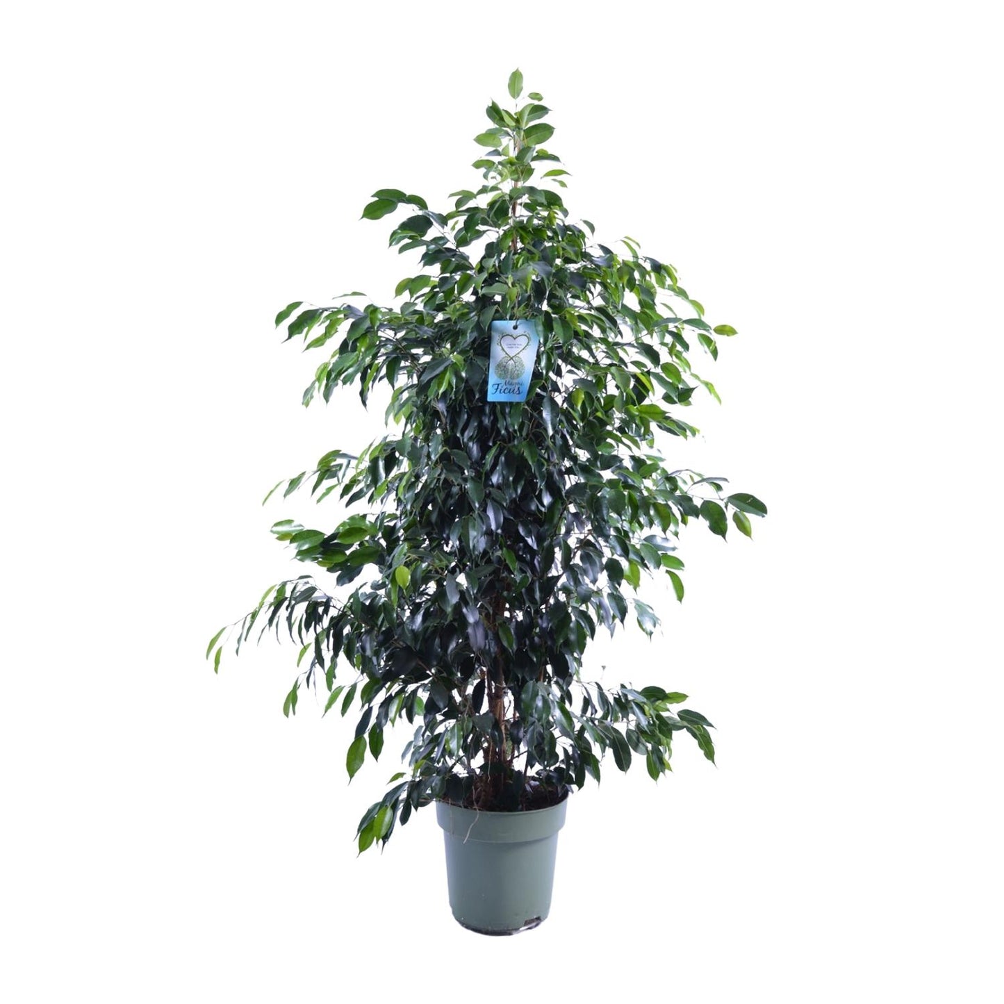 Ficus Benjamina Danielle – Eleganter Feigenbaum Ø27cm, 150cm hoch