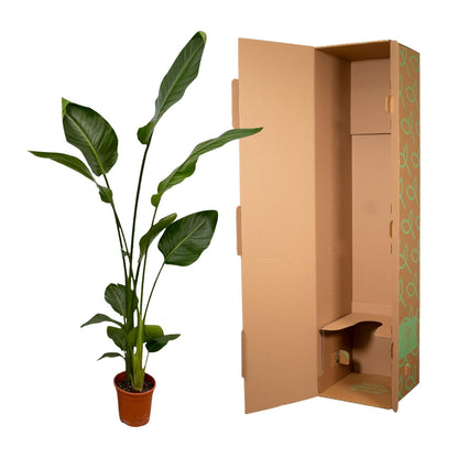 2x Strelitzia Nicolai Zimmerpflanze – 130 cm, Ø17 cm