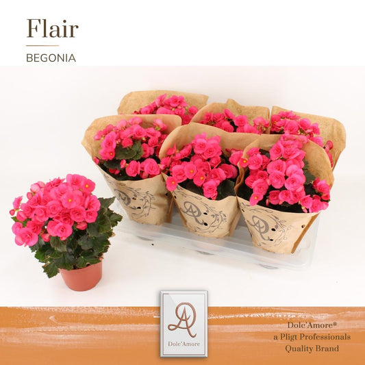 Begonie Adonia Dolc'Amore® Kraft – Pflegerleichte Zimmerpflanze Ø14cm