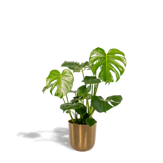 Monstera Deliciosa mit Topf Mayk Gold – Ø21cm, ca. 80cm hoch