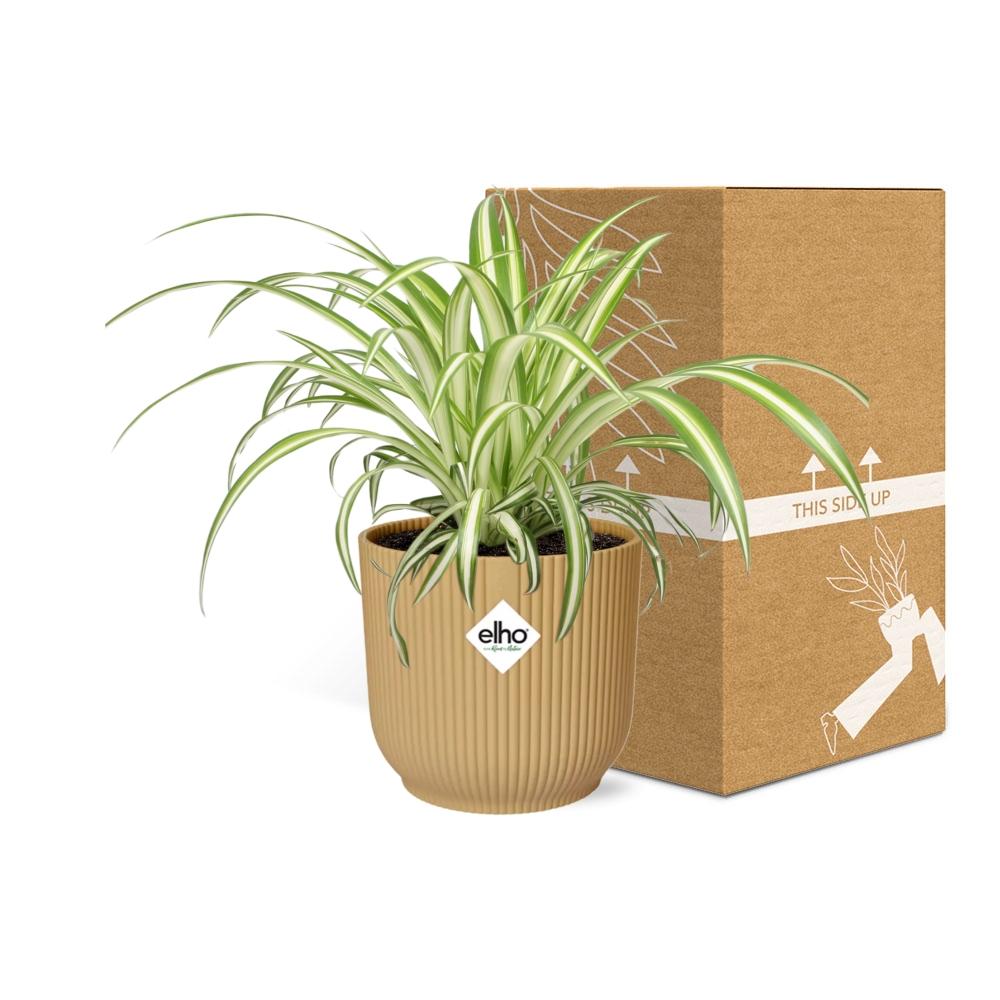 Chlorophytum Comosum Variegatum – Pflegeleichte Spinnenpflanze 14cm gelb