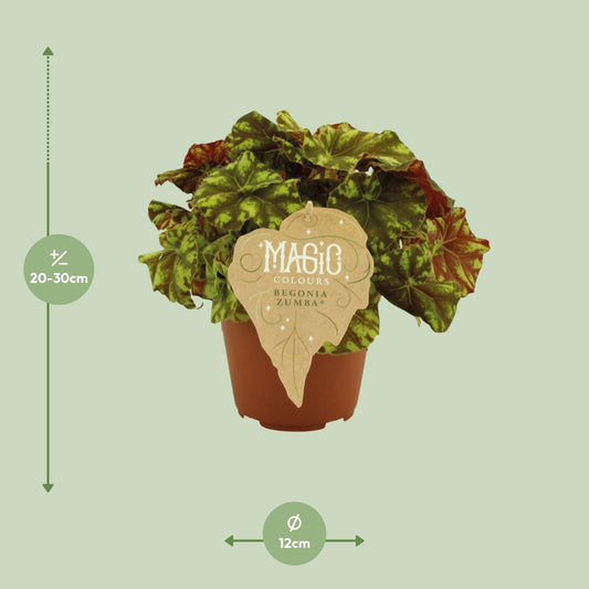 Begonia Rex Zumba – Pflegeleichte Königsbegonie Ø12 cm