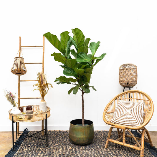 Ficus Lyrata Stamm – 170 cm – Pflegeleichte Zimmerpflanze