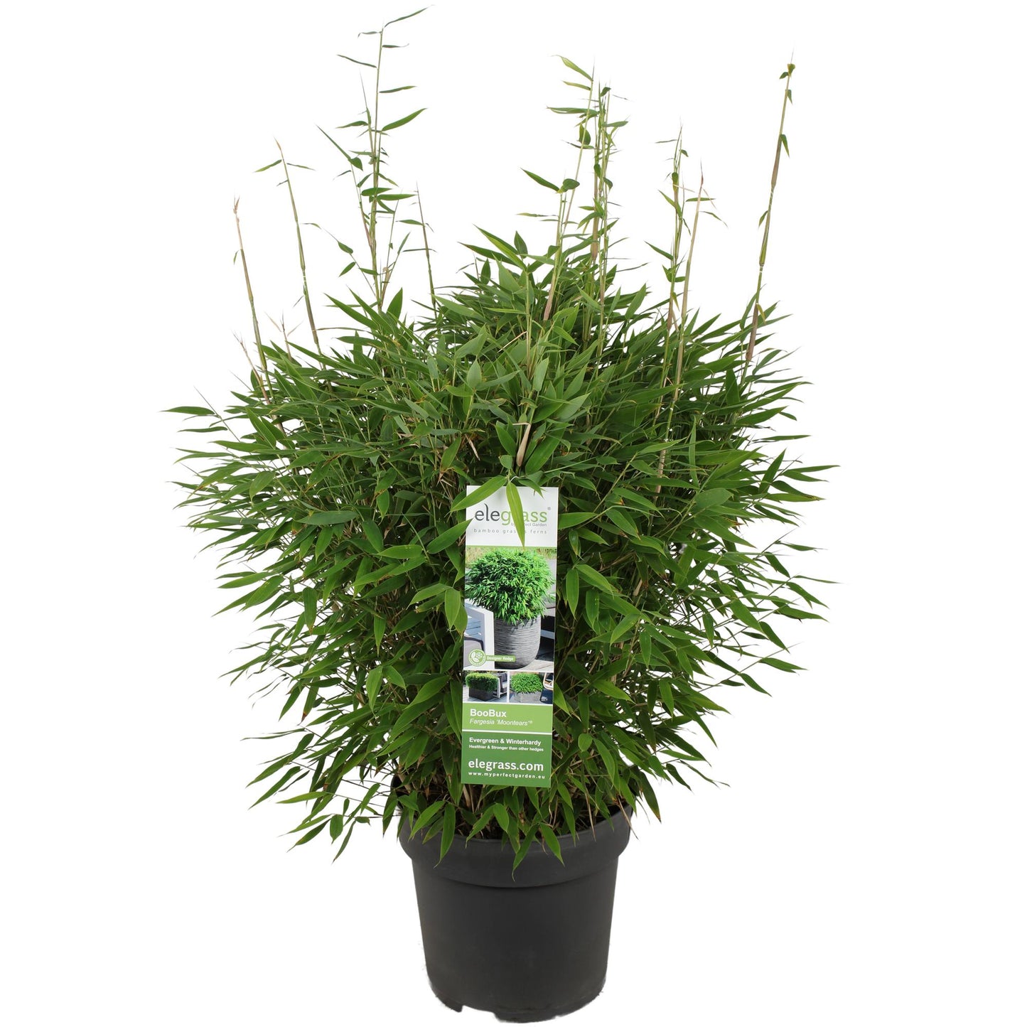 Fargesia 'Moontears'® Boobux – Kompakter Immergrüner Bambus Ø29cm