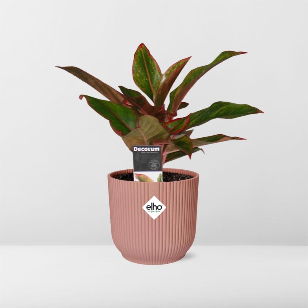 Aglaonema Crete in ELHO Vibes Fold 14 cm rosa – Luftreinigende Zimmerpflanze