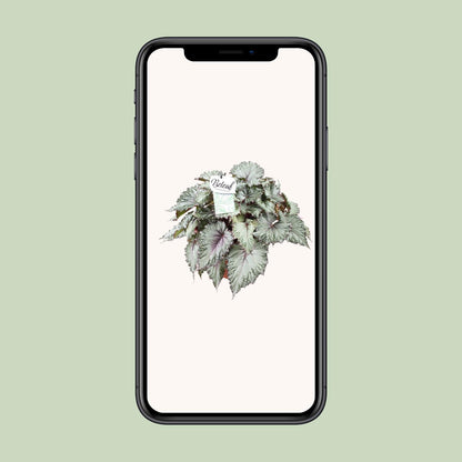Begonia Beleaf Asian Tundra – Pflegeleichte Zimmerbegonie Ø17cm