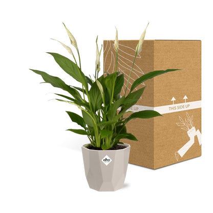 Spathiphyllum 12 cm Torelli in ELHO b.for rock 14 cm warm grey