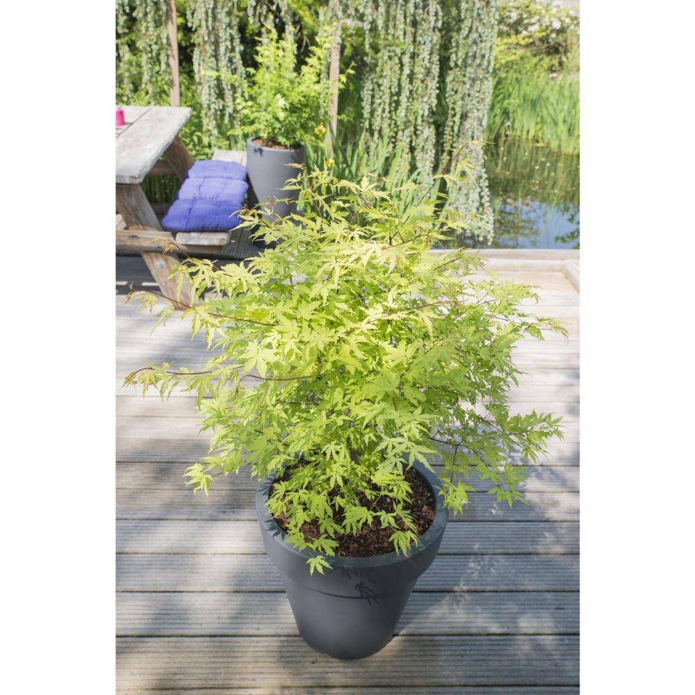 Fächerahorn 'Anne Irene' – 40 cm dekorativer Zierahorn