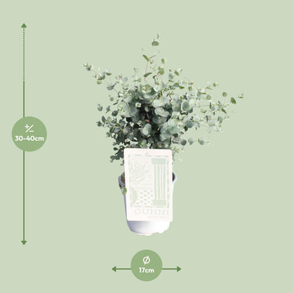 Eukalyptus im Ø17cm Topf – Pflegeleicht & Aromatisch