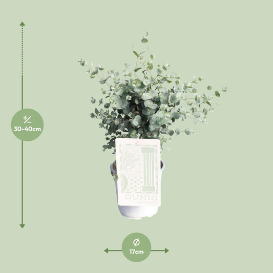 Eukalyptus im Ø17cm Topf – Pflegeleicht & Aromatisch