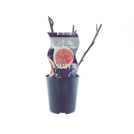 Ficus Brown Turkey – Pflegeleichte Feige im Ø12cm Topf