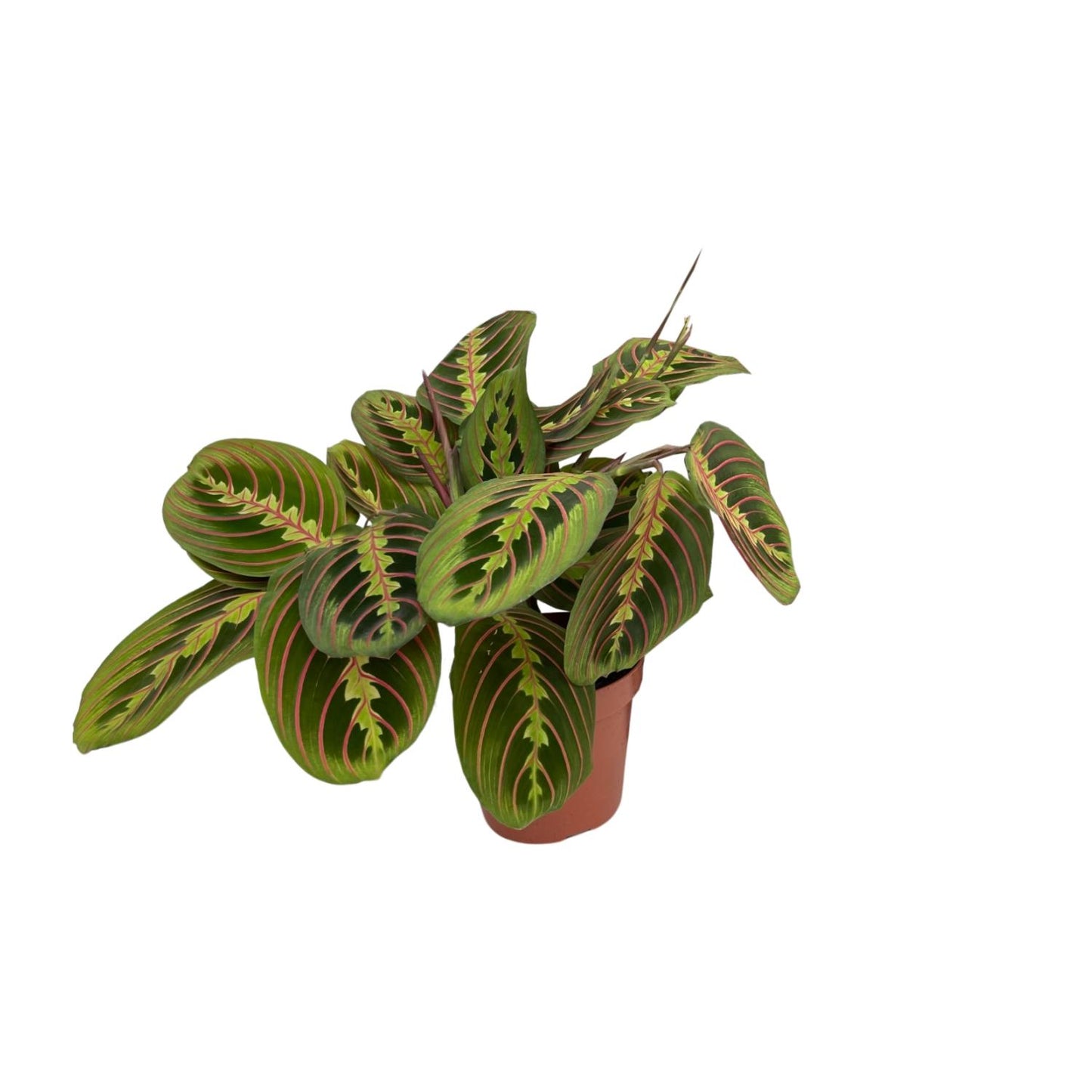Pfeilwurz Fascinator – Exotische, pflegeleichte Zimmerpflanze 20 cm
