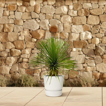 Yucca Rostrata op Stam – Pflegeleicht & Robust, 70 cm