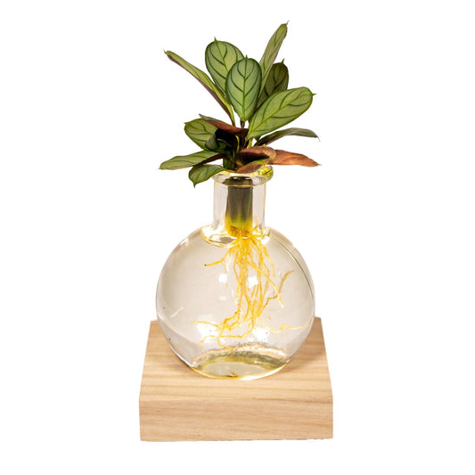 Calathea im Glas mit LED – Pflegeleichte Zimmerpflanze 12 cm